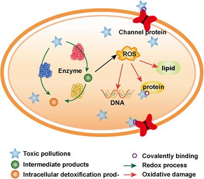 Detoxification mechanisms of electroactive microorganisms under toxicity stress: A review